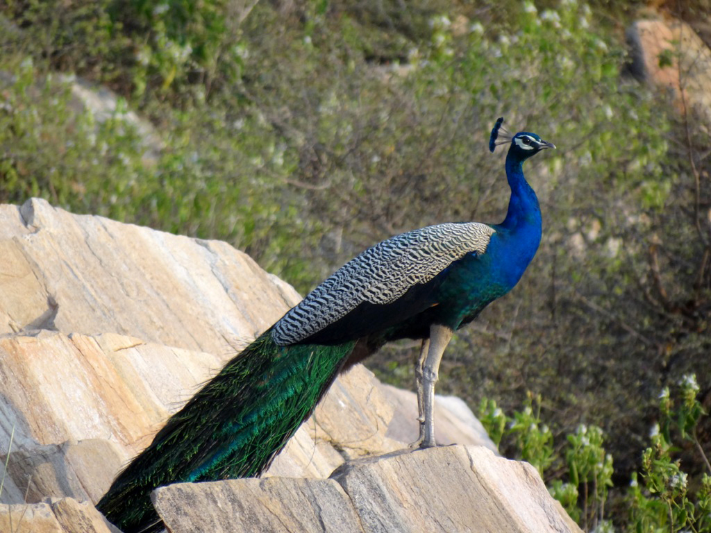 Bird Sanctuaries